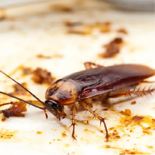 Control de cucarachas en Lanzarote