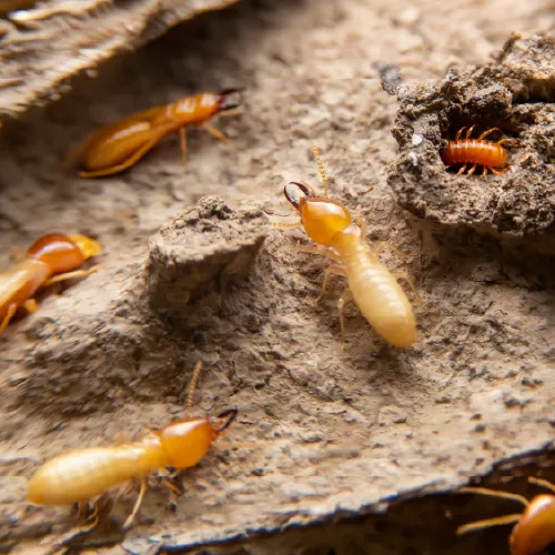 Control de termitas en Lanzarote